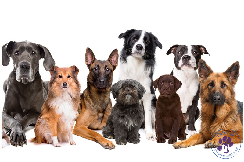 En Çok Sevilen Köpek Cinsleri