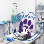 Erkek Kedi Kısırlaştırma Nasıl Yapılır?