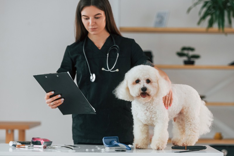 Avcılar PatiKule Veteriner Kliniği Evcil Hayvan Pansiyon Hizmetleri