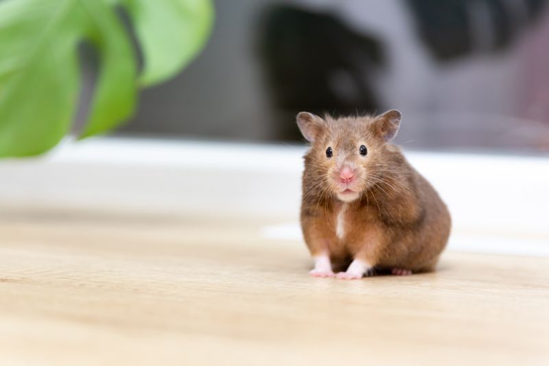 Evde Hamster Bakımı