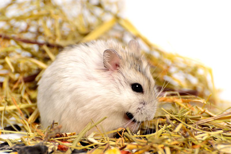 Evde Hamster Beslemek Yavru Hamster