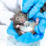 Evde Hamster Beslemek