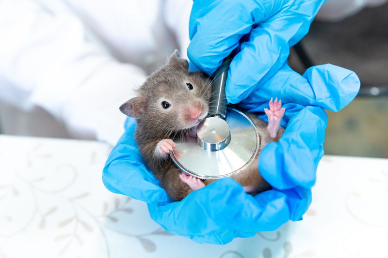 Evde Hamster Beslemek