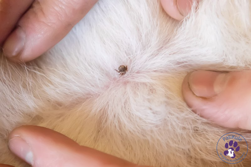 Kedi İç Parazit Hapı