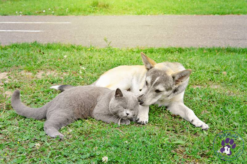 Kedi Köpek Kavgası Kedi ve Köpek