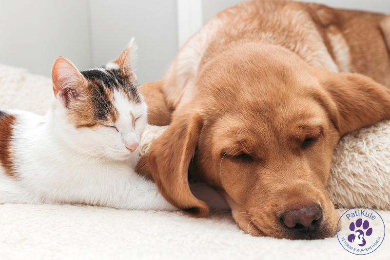 Kedi Köpek Kavgası Kedi ve Köpek