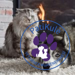 Kedi Köpek Kavgası