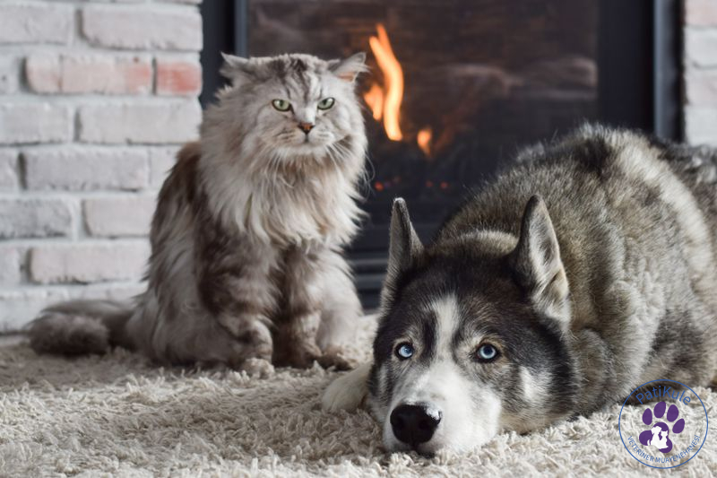 Kedi Köpek Kavgası