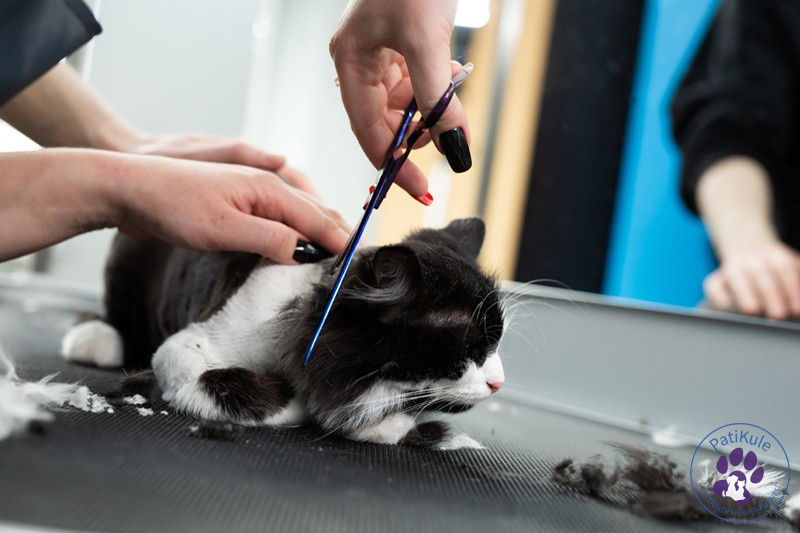 Kedi Kuaförü Kedi Kuaförü