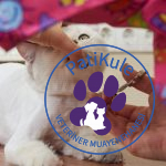 Kedi Kuaförü