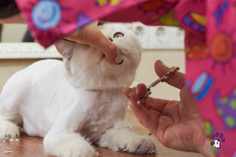 Kedi Kuaförü