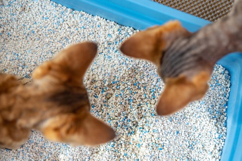Kedi Kumu Temizliği Kedi Kumu Nasıl Seçilir?