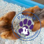 Kedi Kumu Nasıl Seçilir?