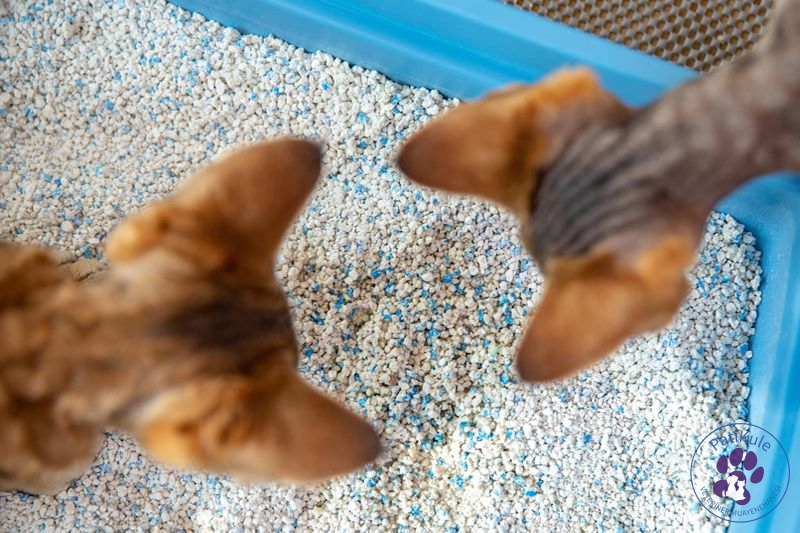 Kedi Kumu Nasıl Seçilir?