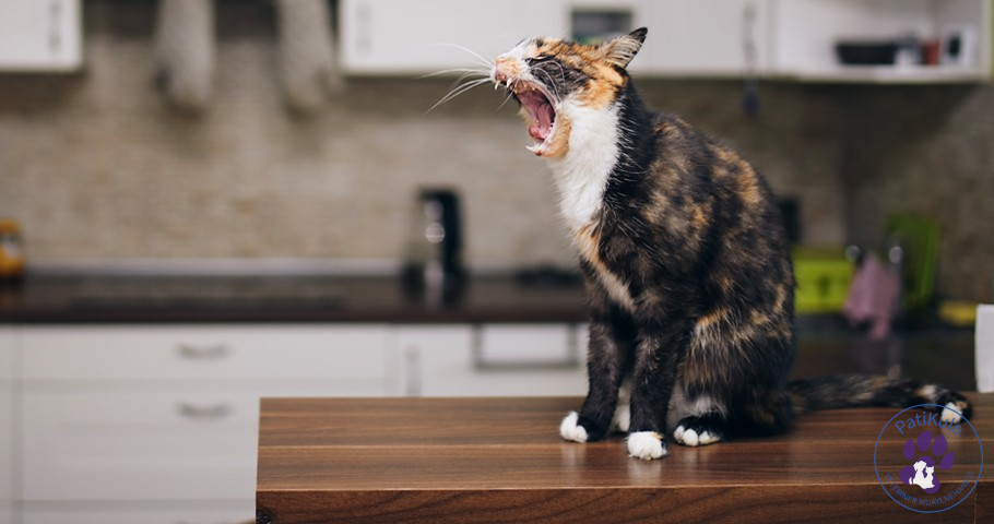 Kedi Miyavlaması Kedi Miyavlaması