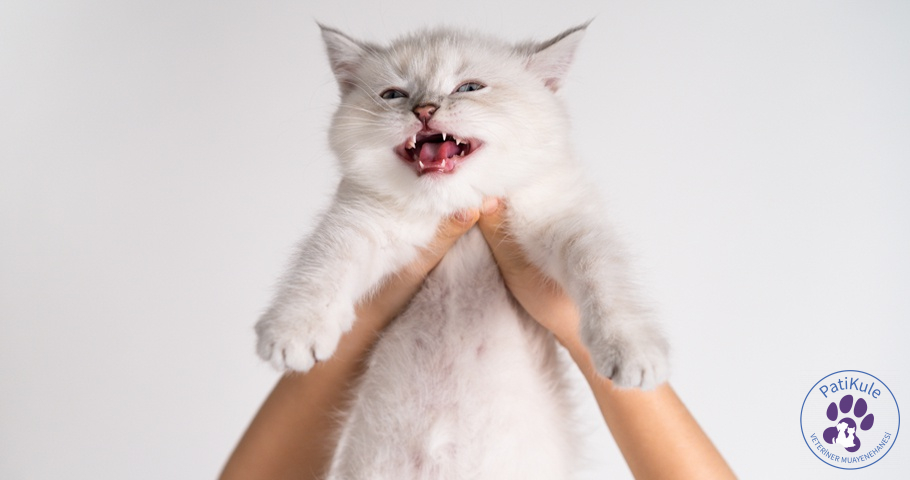 Kedi Miyavlaması Kediler neden miyavlar?