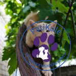 Kedi Miyavlaması