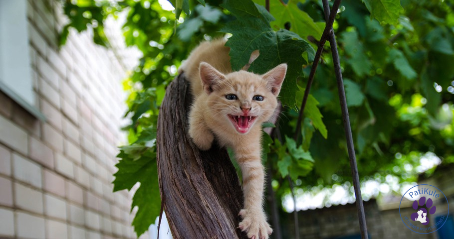Kedi Miyavlaması