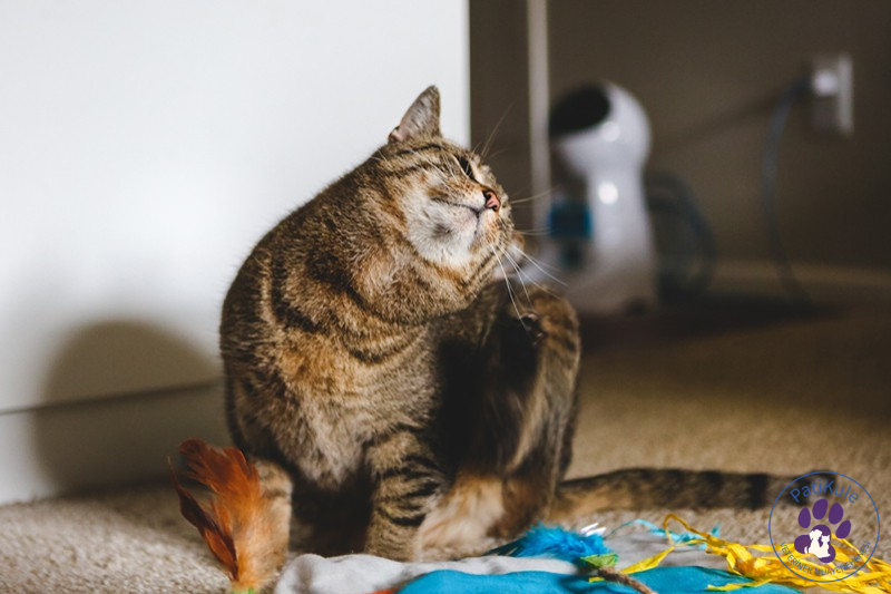 Kedi Pire İlacı Kedi Pire İlacı