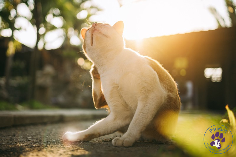 Kedi Pire İlacı Kedi Pire İlacı