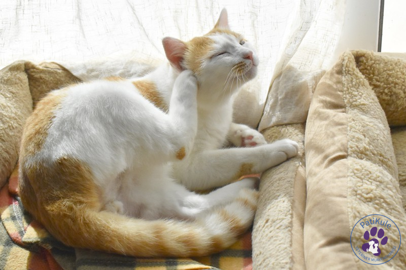 Kedi Pire İlacı
