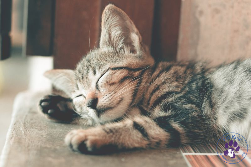 Kedi Sahiplenme Yeni Kedi Sahiplenmek