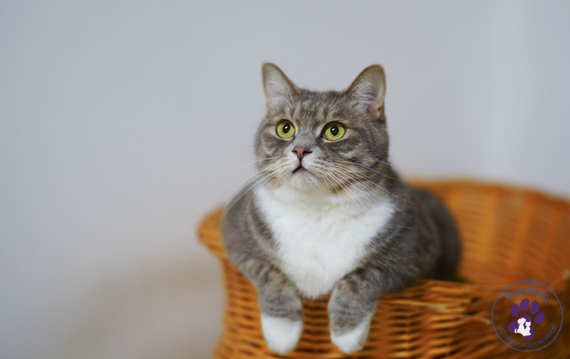Kedi Sahiplenme Kedi