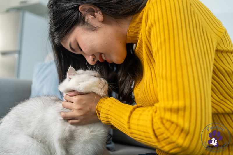Kedi Sahiplenme