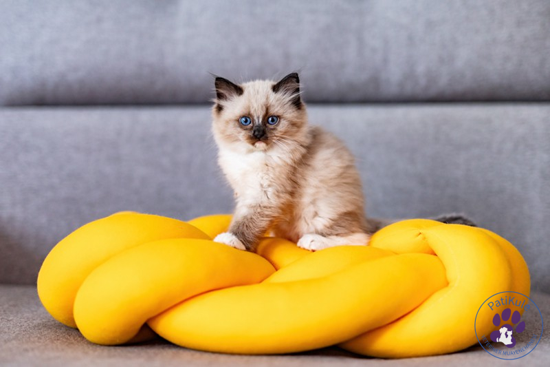 Kedi