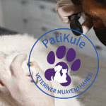 Kedilerde Halsizlik İştahsızlık