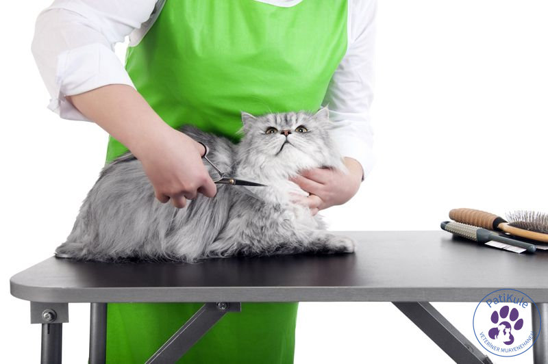 Kedilerde Tüy Bakımı Nasıl Olmalı? Kedi Tüy Bakımı
