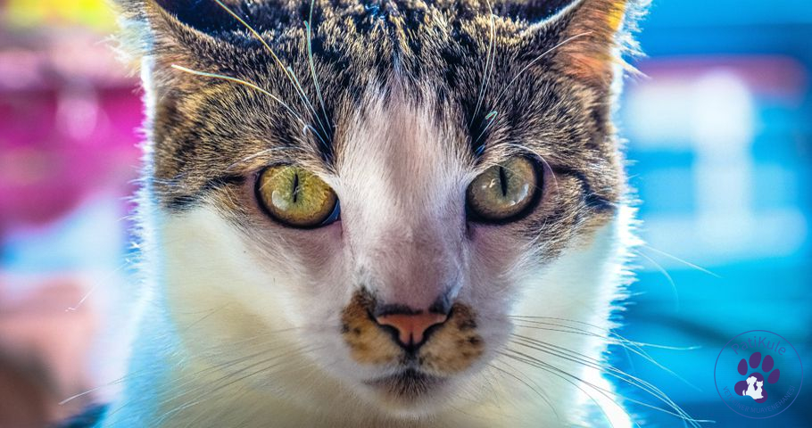 Kedilerin Ağzı Açık Nefes Alması Nedendir? Kedi