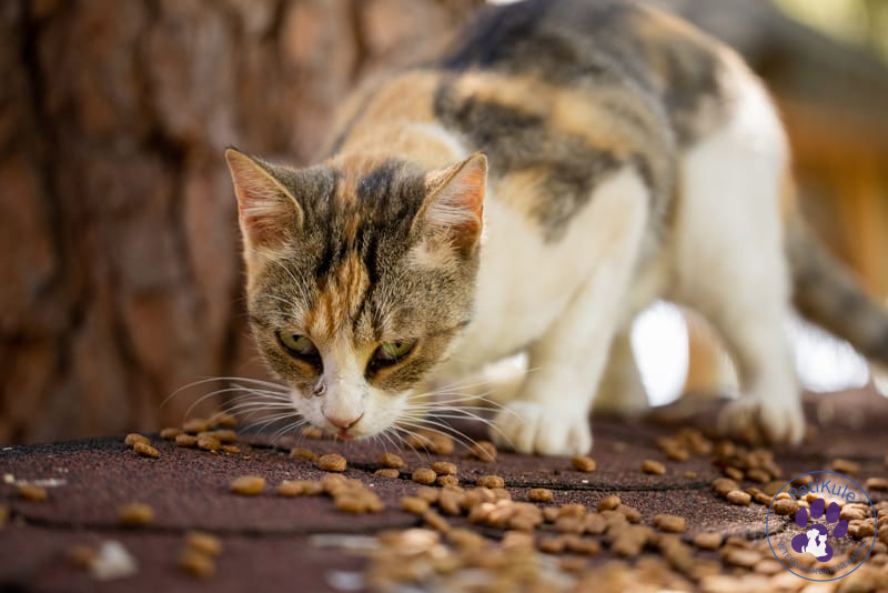 İştahsız Kedi