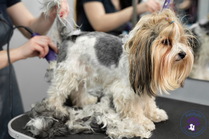 Köpek Kuaförü Köpek Kuaför