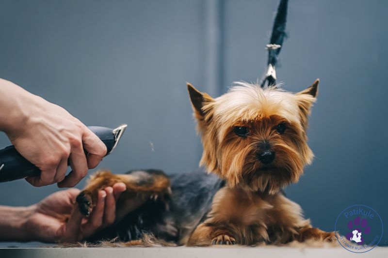 Köpek Kuaförü Avcılar Köpek Kuaför Hizmetleri