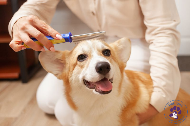 Köpek Kuaförü