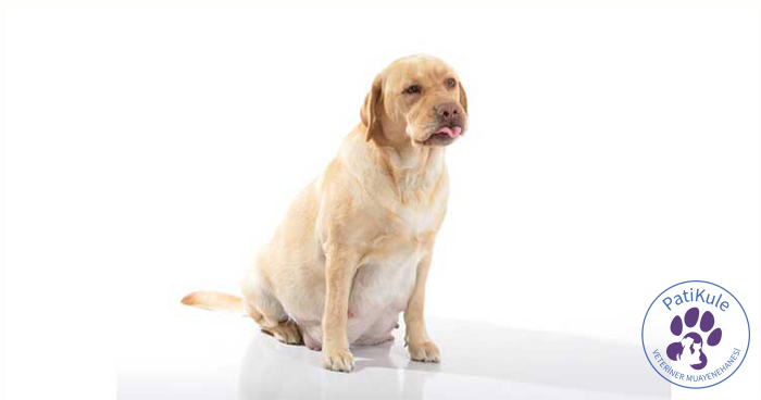 Köpekler Kaç Günde Doğurur? Köpekler Kaç Günde Doğurur?