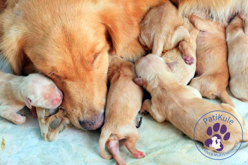 Köpekler Kaç Günde Doğurur? Tek bir doğumda köpekler 6 ila 8 adet yavru doğurur.