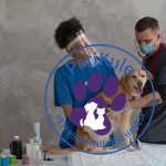 Köpekler Kaç Günde Doğurur?