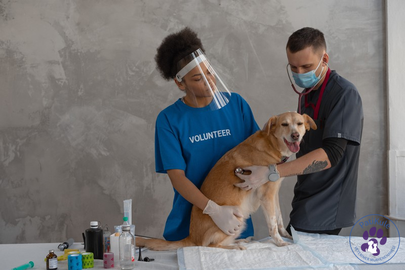 Köpekler Kaç Günde Doğurur?
