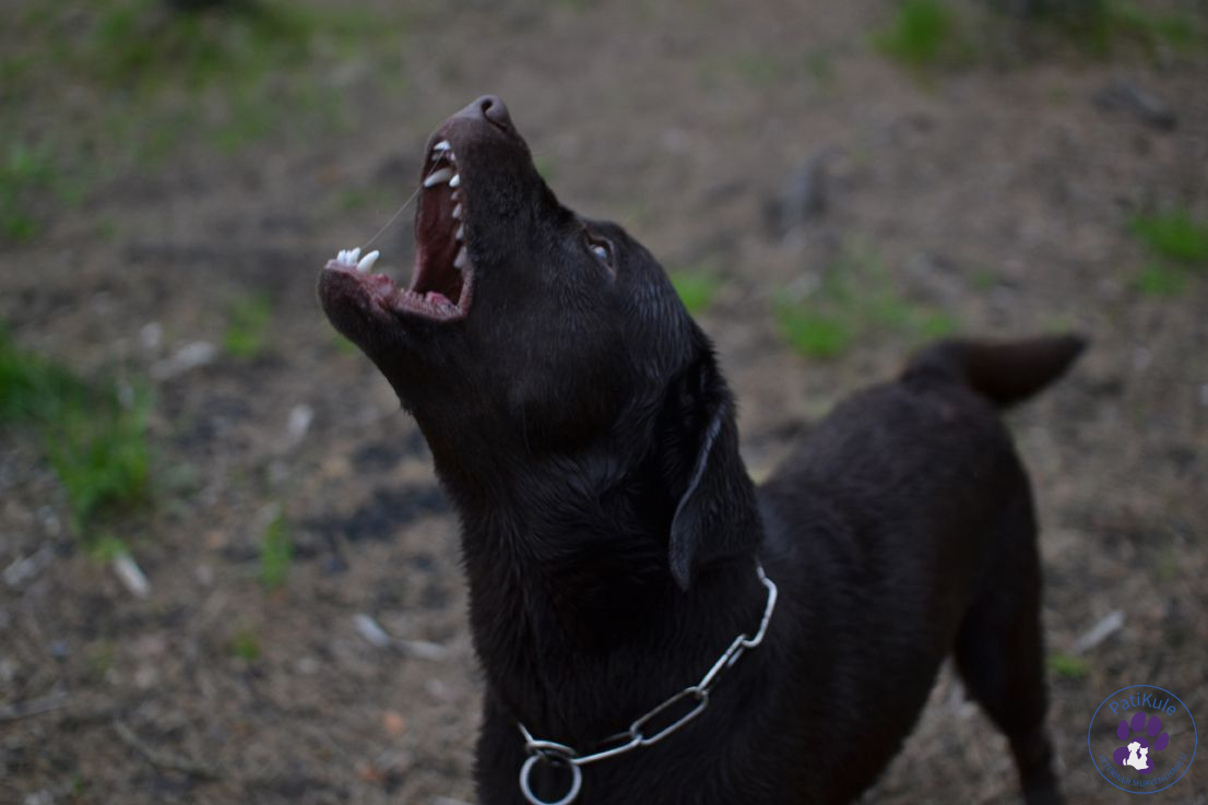 Köpekler Neden Ulur?