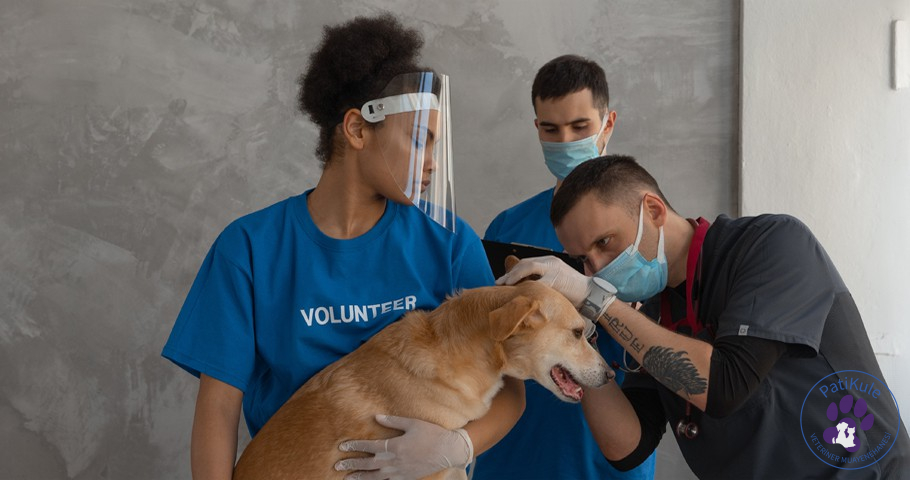 Köpeklerde Ateş Nasıl Anlaşılır? Köpeklerde Ateş Nasıl Anlaşılır?