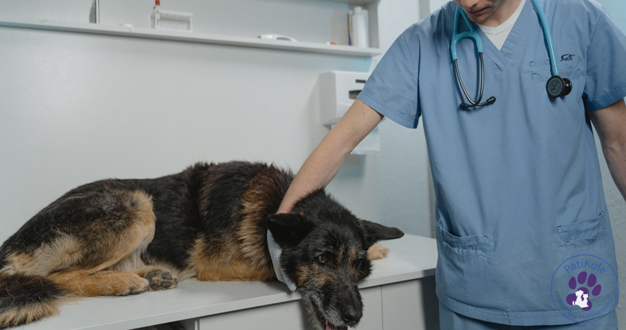 Köpeklerde Ateş Nasıl Anlaşılır? Ateşi Olan Köpek