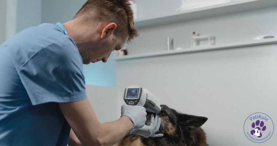 Köpeklerde Ateş Nasıl Anlaşılır?
