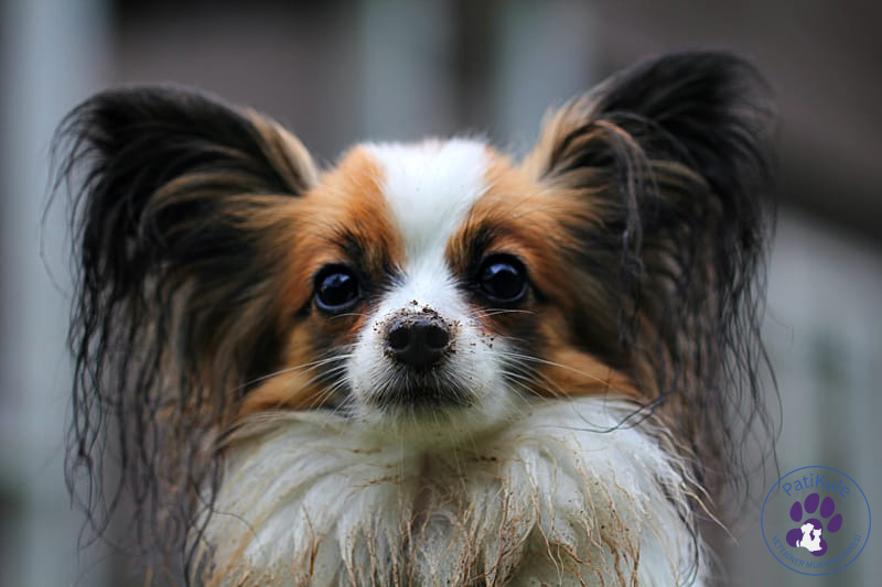 Köpeklerde Pati Bakımı Nasıl Olmalı? Köpeklerde Pati Bakımı
