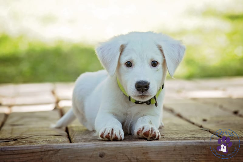 Köpeklerde Pati Bakımı Nasıl Olmalı?