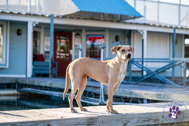 Köpeklerde Uyuz Belirtileri Uyuz köpek tedavisi için Acil Veteriner PatiKule