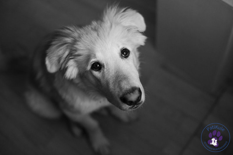 Köpeklerde Uyuz Belirtileri Köpeklerde uyuz belirtileri. Köpeğiniz uyuz olmuş olabilir mi?