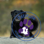 Köpeklerde Uyuz Belirtileri