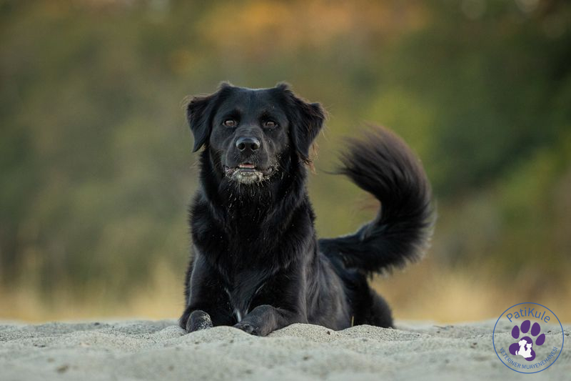Köpeklerde Uyuz Belirtileri